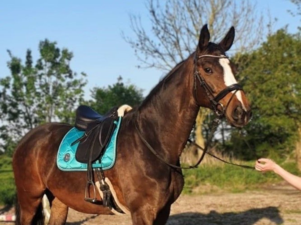 Zweibrücker Klacz 13 lat 173 cm Gniada in Aurich
