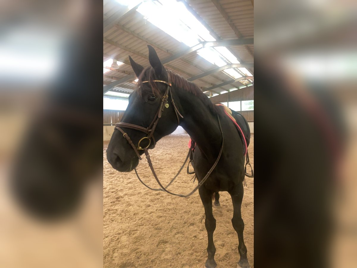 Zweibrücker Klacz 14 lat 175 cm Kara in Lemberg