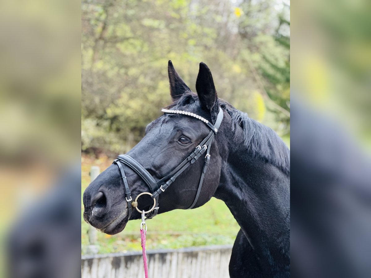 Zweibruecker Mare 12 years 17,3 hh Black in Ringgau