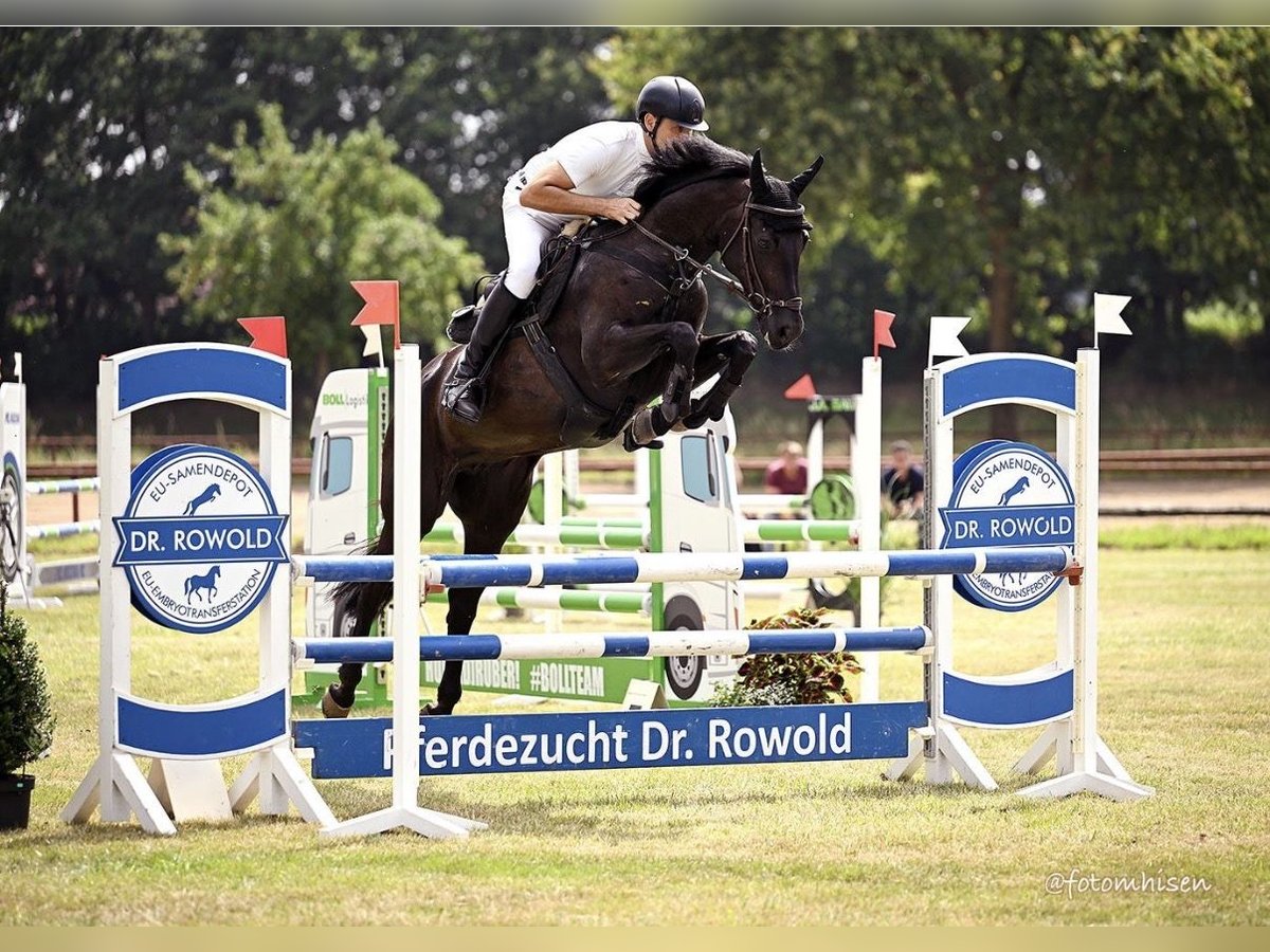 Zweibruecker Mare 13 years 16,1 hh Black in Berge