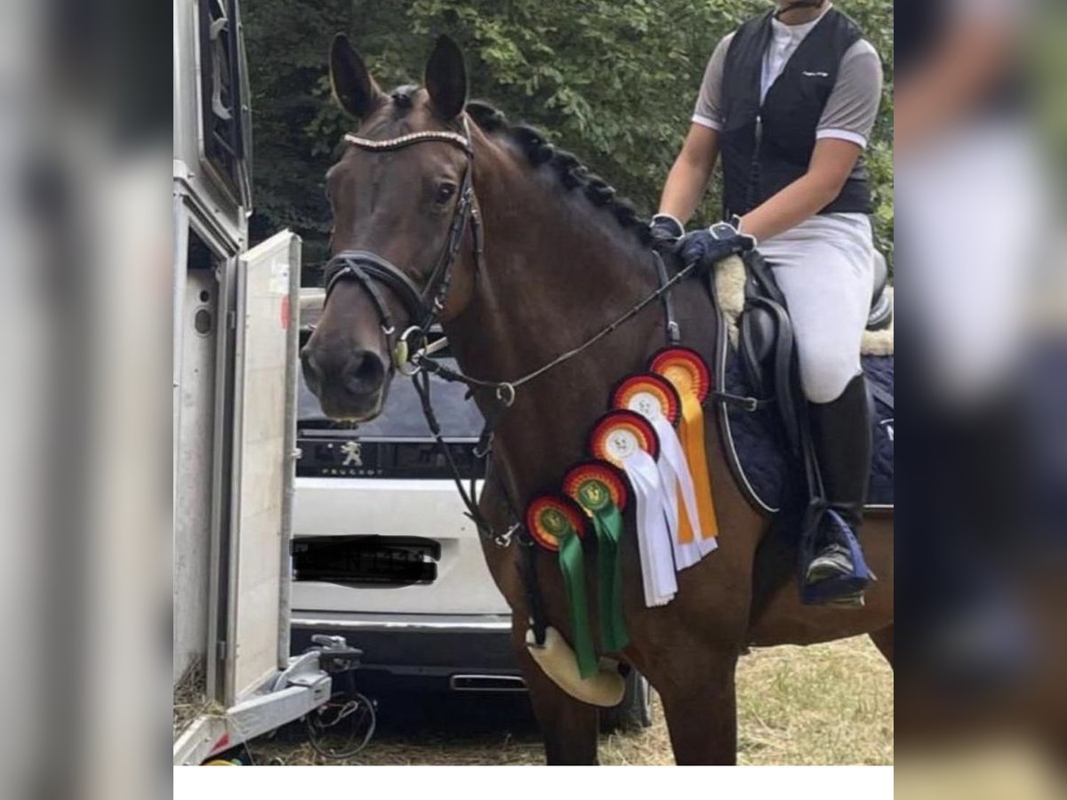 Zweibruecker Mare 14 years 16,1 hh Brown in Trippstadt