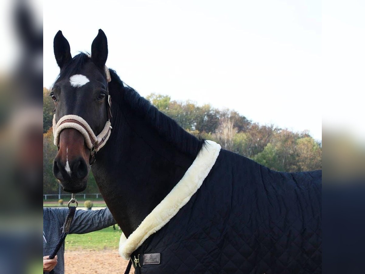 Zweibruecker Mare 14 years 17,1 hh Bay-Dark in Wallerfangen