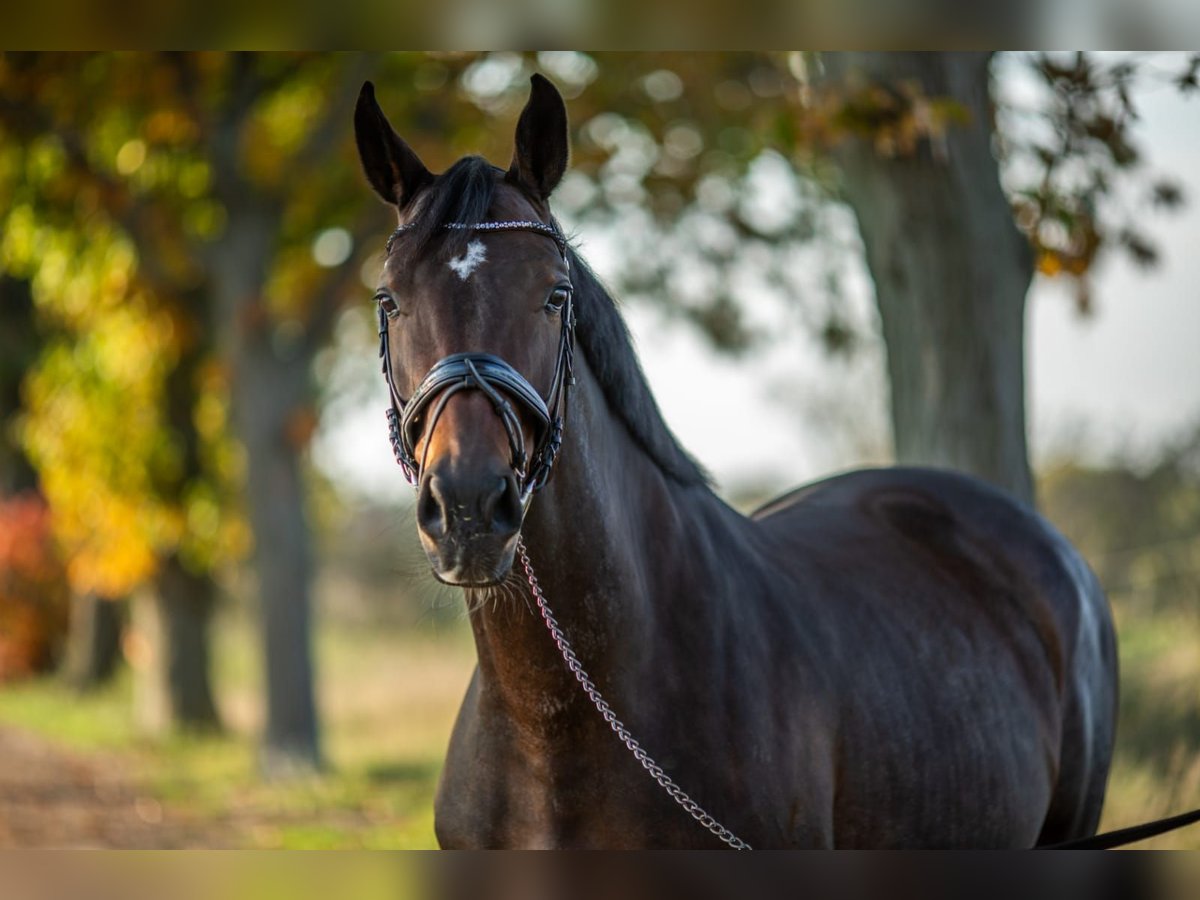 Zweibruecker Mare 15 years 16,2 hh Bay-Dark in Gettorf