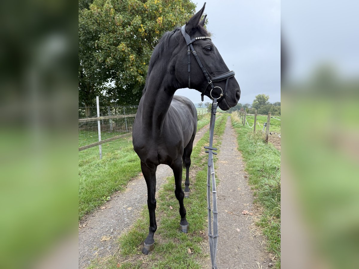 Zweibruecker Mare 15 years 16,2 hh Black in Bad Neuenahr-Ahrweiler