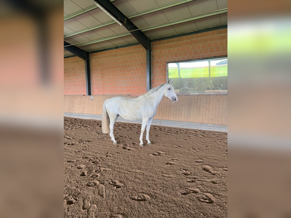 Zweibruecker Mare 15 years 16,2 hh Grey in Brechen