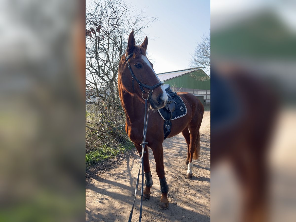 Zweibruecker Mare 17 years 16,2 hh Chestnut-Red in Kirkel