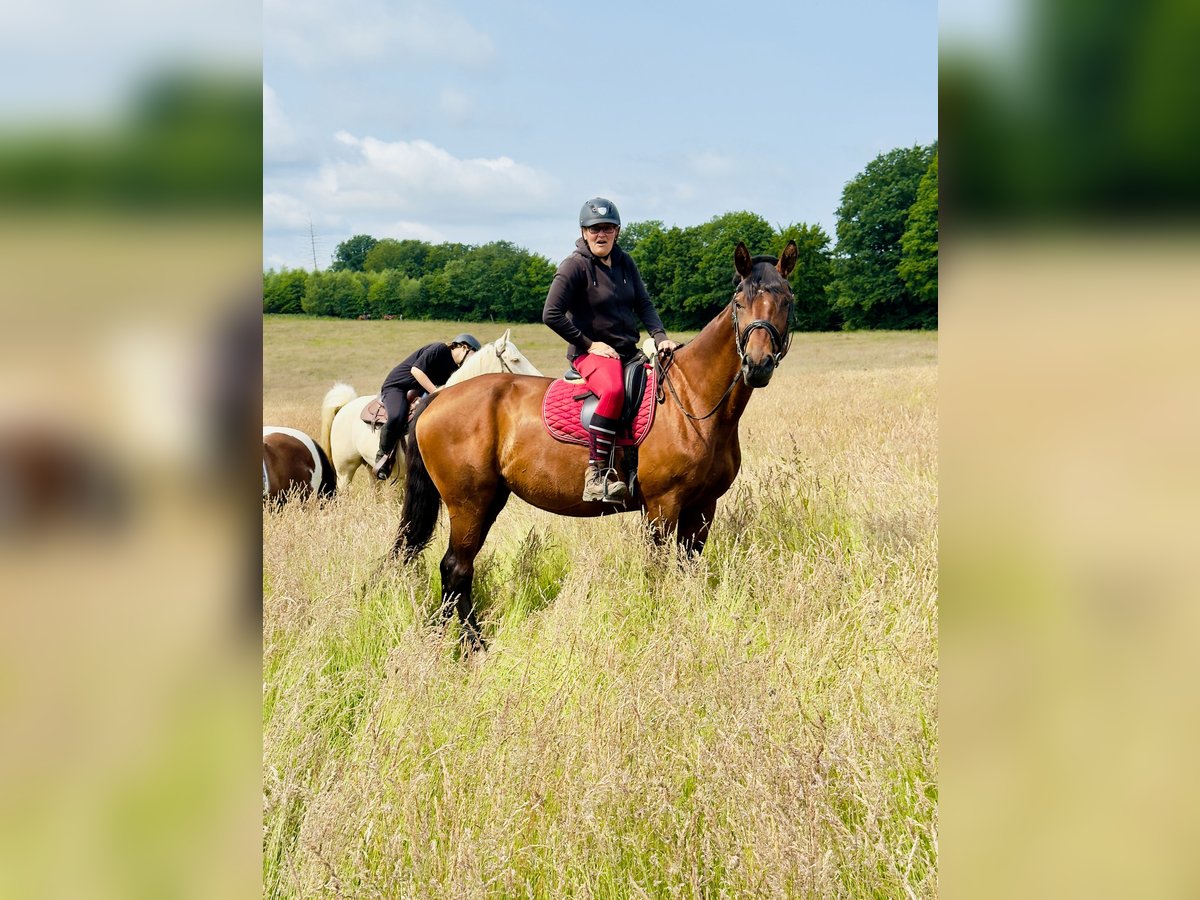 Zweibruecker Mare 17 years 17,2 hh Brown in Lindlar