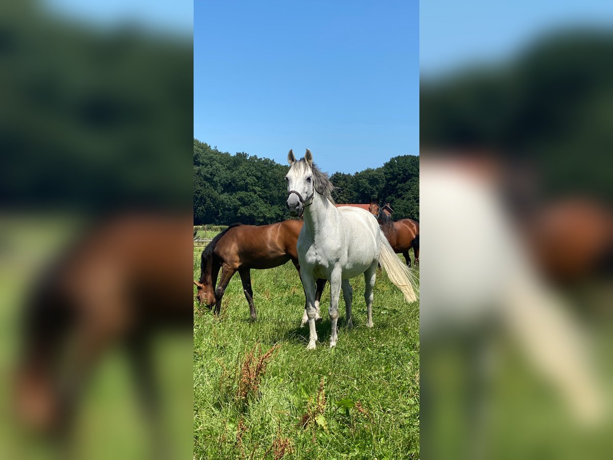 Zweibruecker Mare 19 years 15,2 hh Grey in Pinneberg