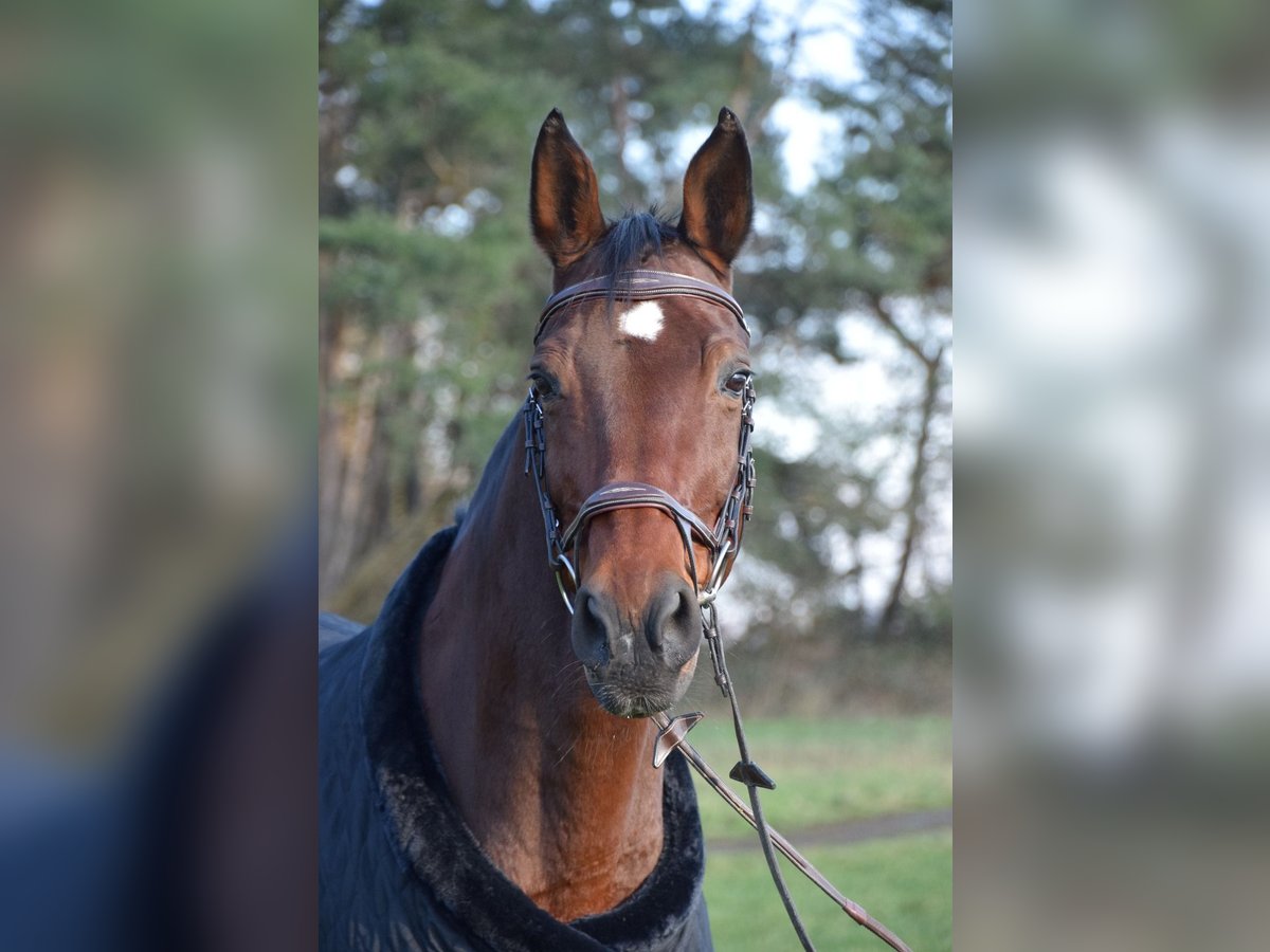 Zweibruecker Mare 19 years 17 hh Brown in Homburg