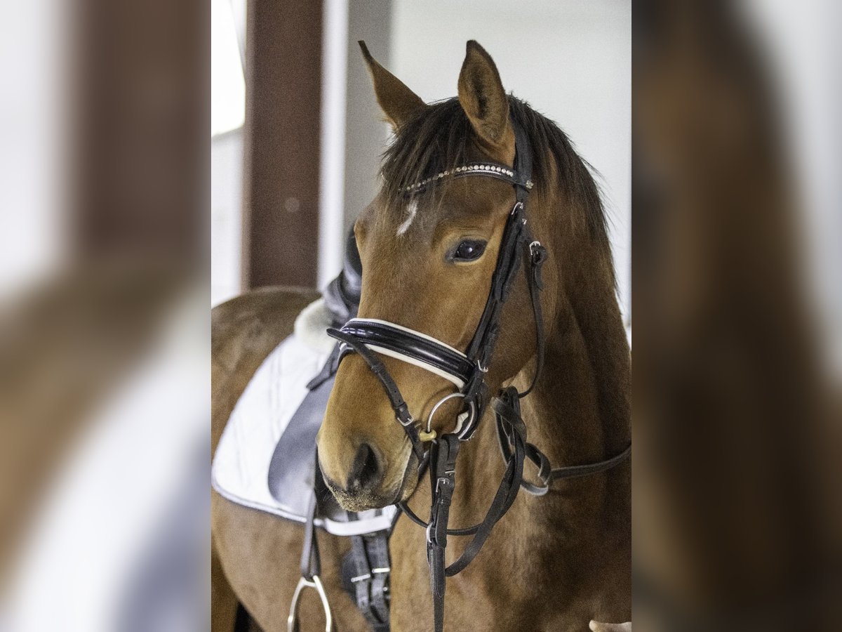 Zweibruecker Mare 4 years 16 hh Brown in Osburg