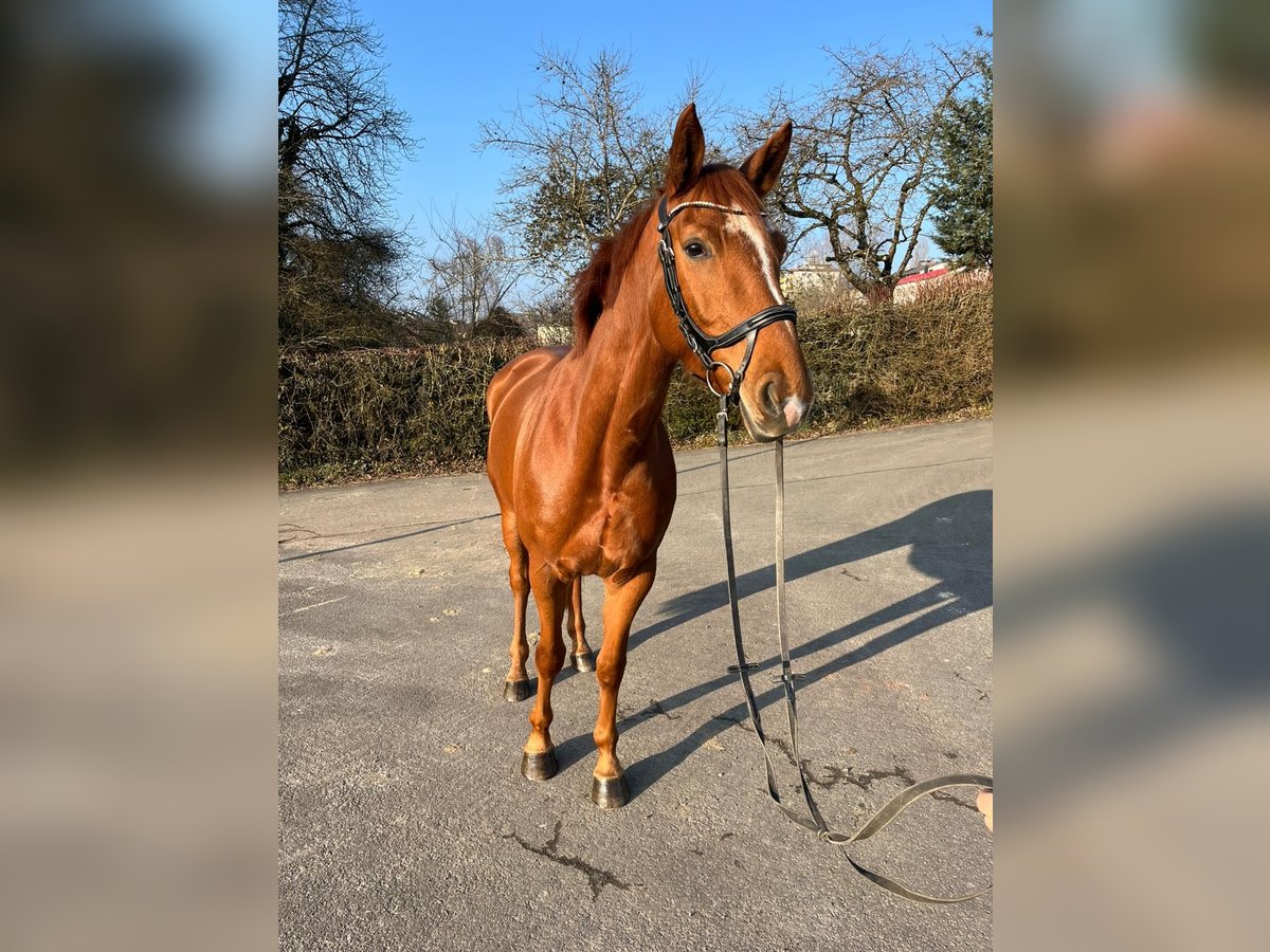 Zweibruecker Mare 5 years 15,3 hh Chestnut-Red in Pirmasens