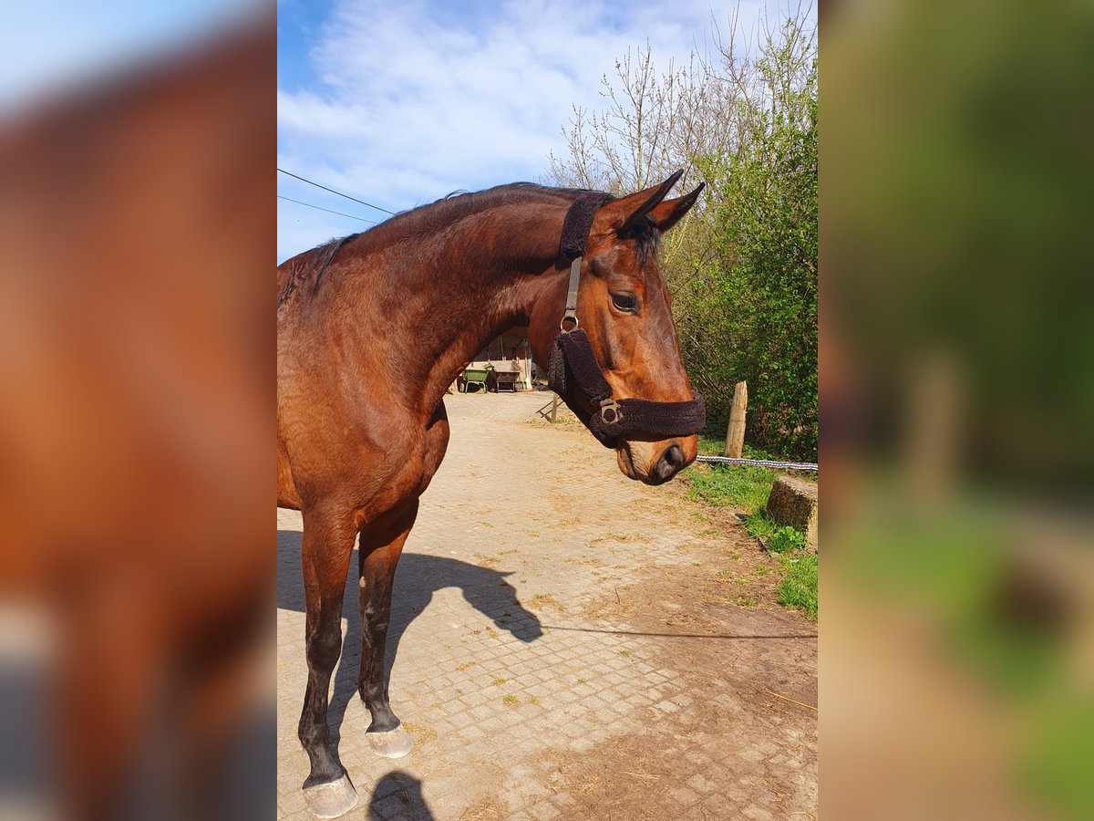 Zweibruecker Mare 6 years 16,1 hh Bay-Dark in Gengenbach
