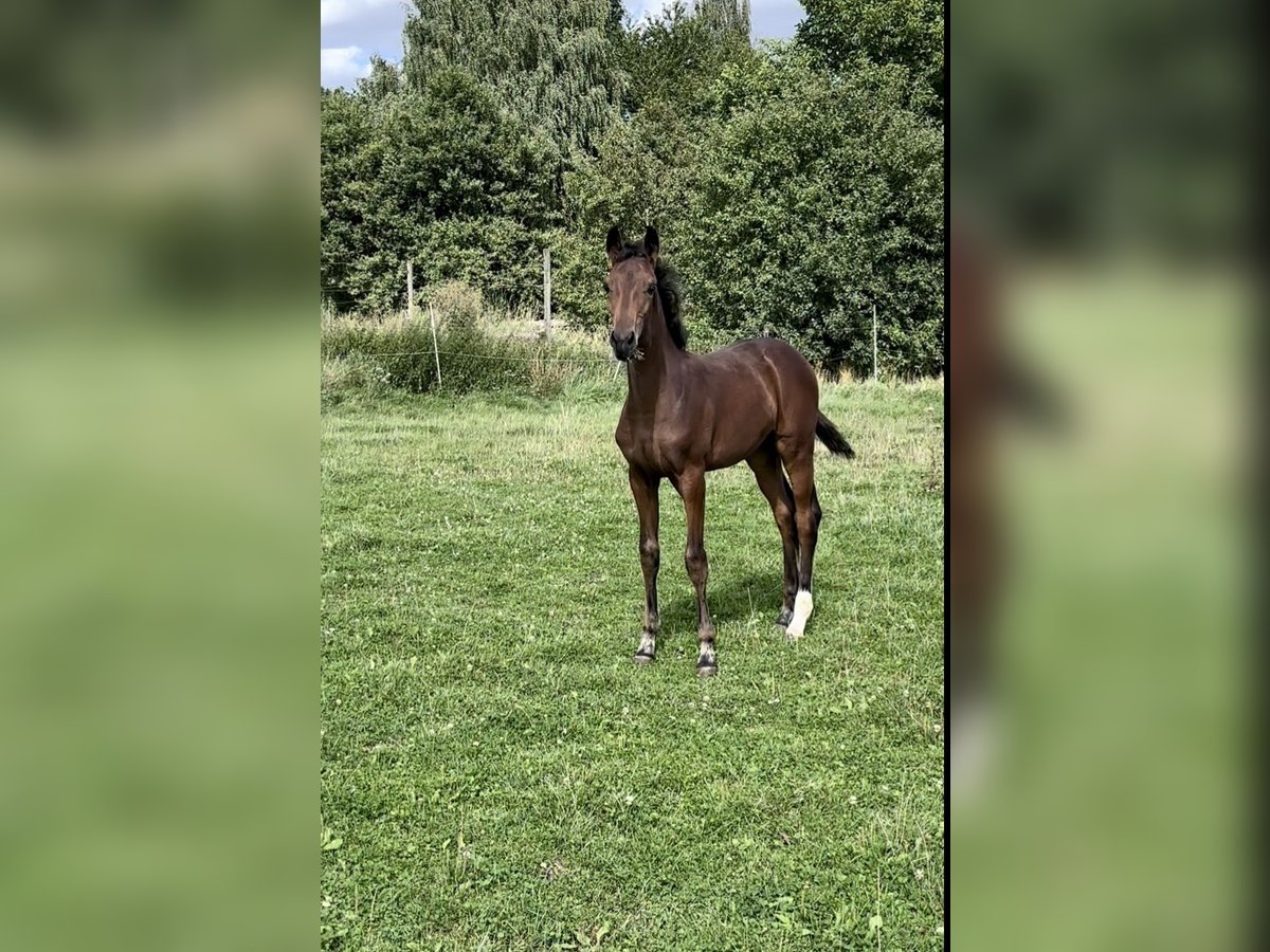 Zweibruecker Mare Foal (05/2024) Brown in Pillig