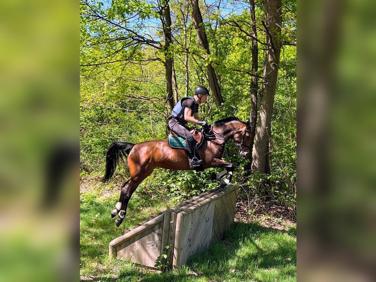 Zweibrücker Merrie 12 Jaar 162 cm Bruin in Köln