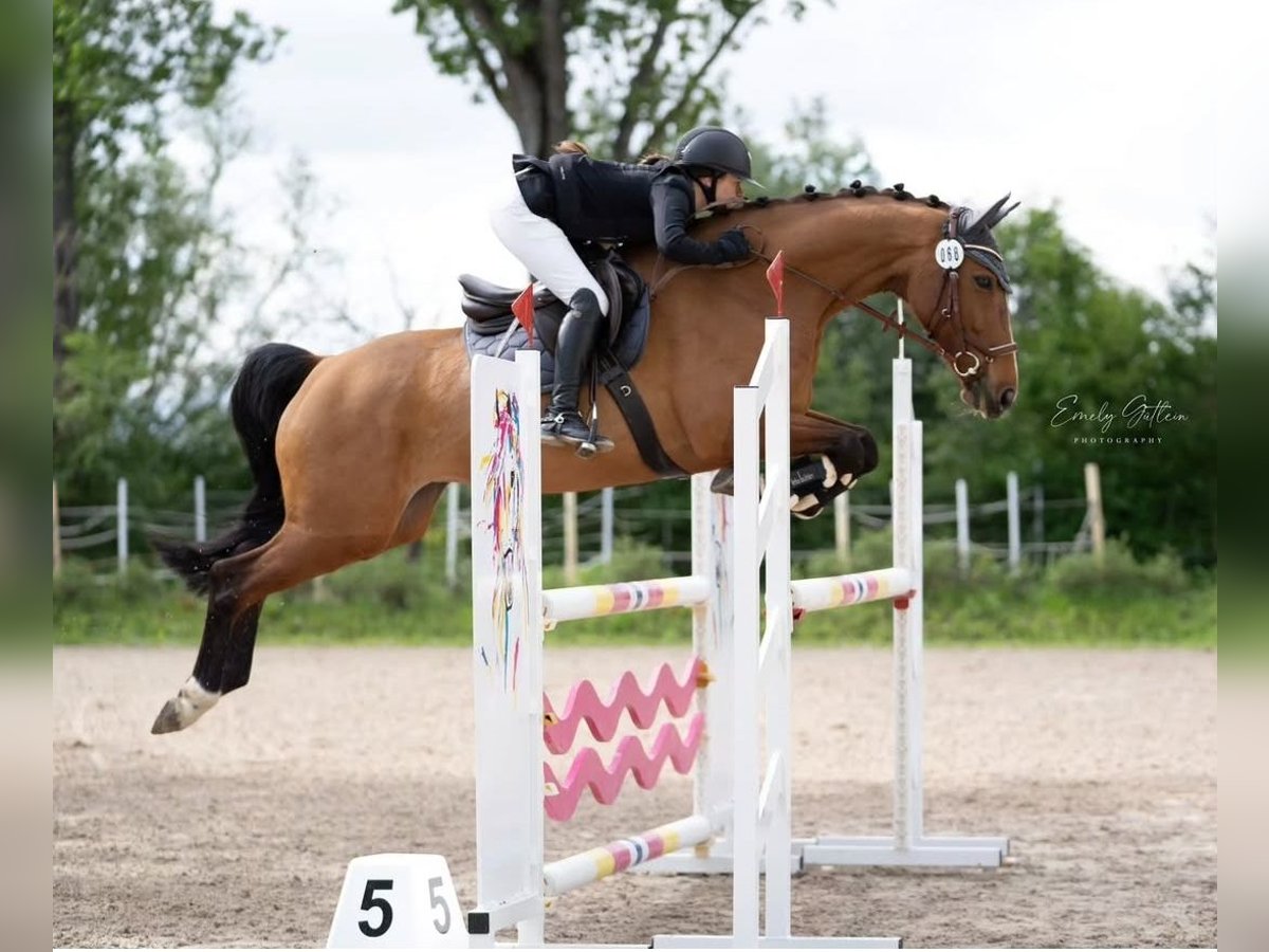 Zweibrücker Merrie 13 Jaar 168 cm Bruin in Kirchheimbolanden