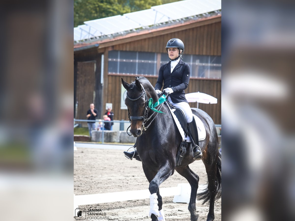 Zweibrücker Merrie 13 Jaar 172 cm in Bartholomä