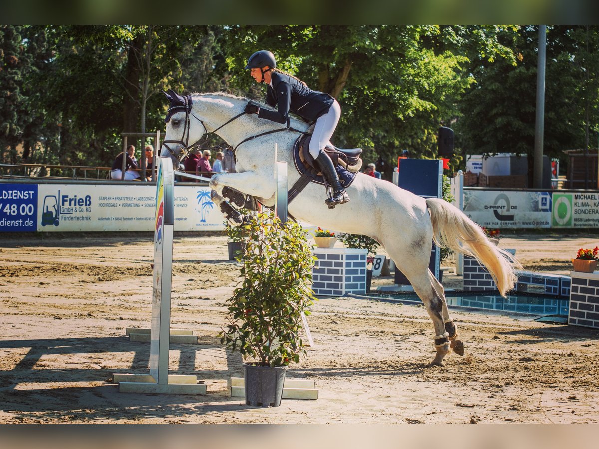 Zweibrücker Merrie 13 Jaar 172 cm Schimmel in Viernheim