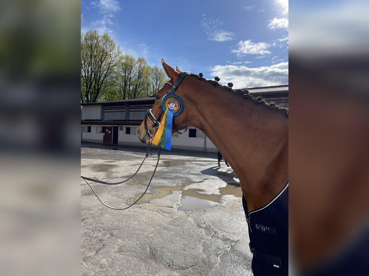 Zweibrücker Merrie 3 Jaar 163 cm Bruin in Osburg