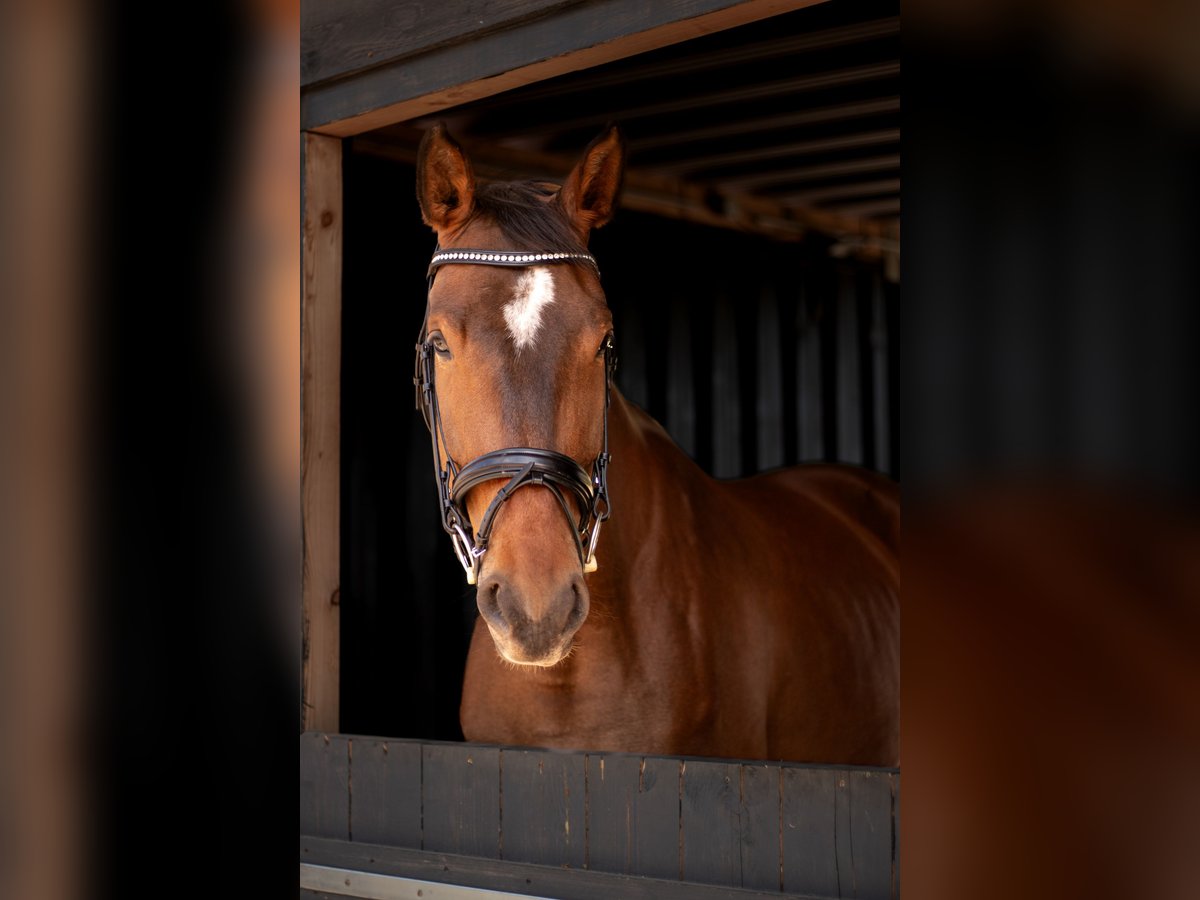 Zweibrücker Mix Merrie 6 Jaar 173 cm Bruin in Merzig