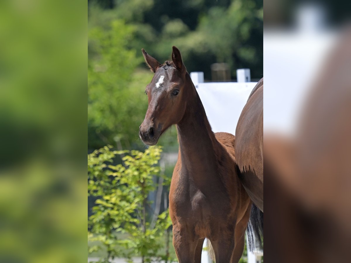 Zweibrücker Ogier Źrebak (03/2025) 170 cm Ciemnogniada in Neupotz
