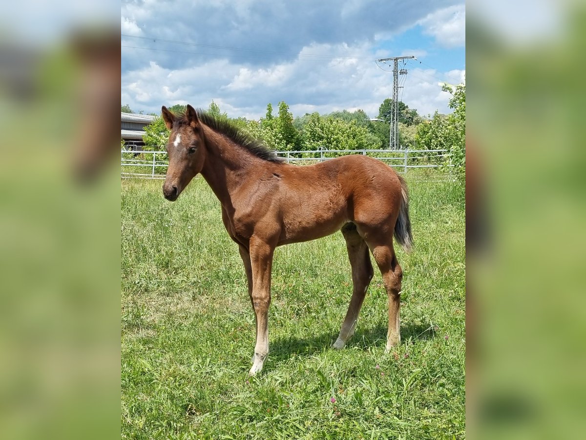 Zweibrücker Ogier Źrebak (03/2025) Gniada in Neupotz