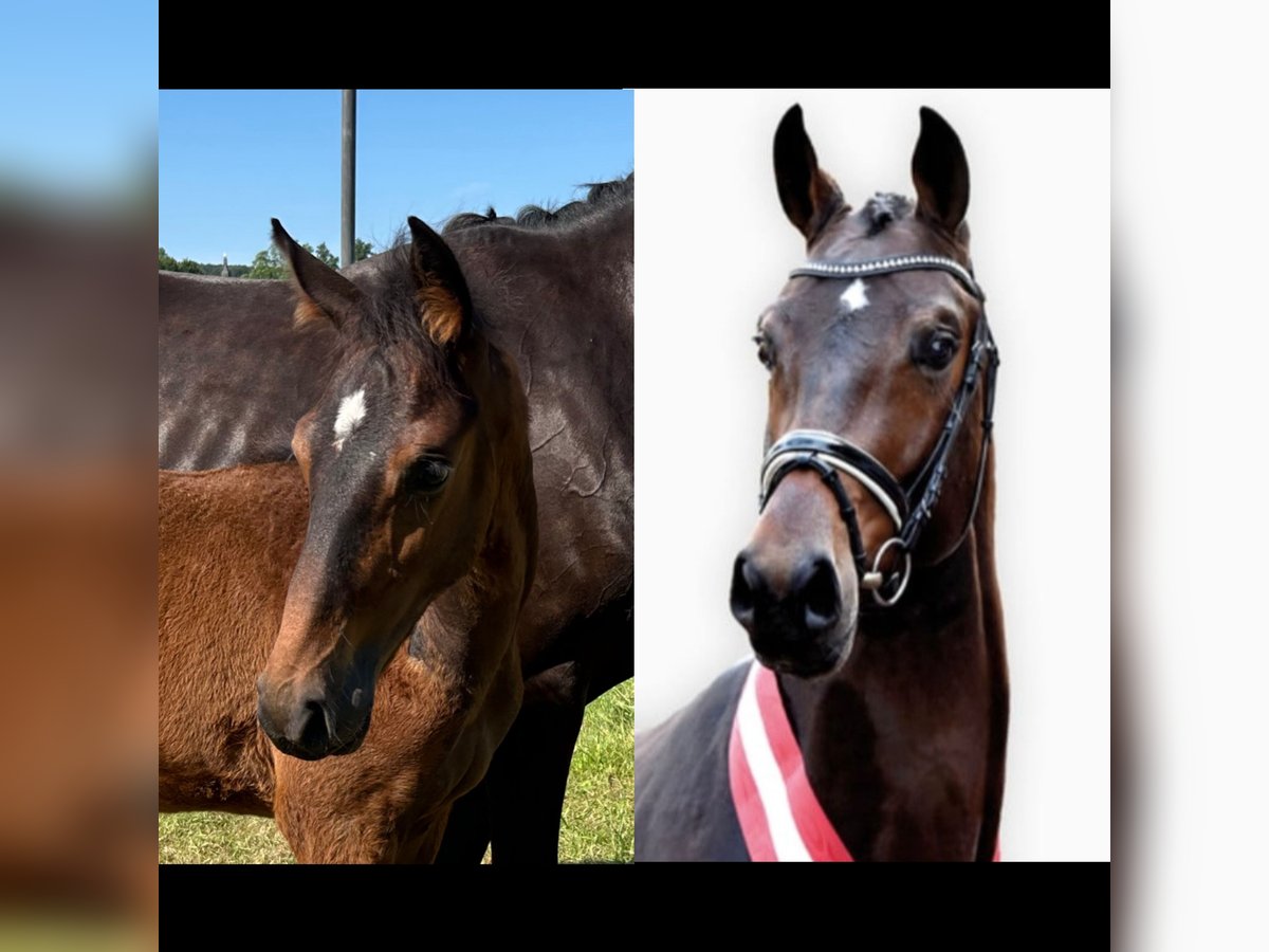 Zweibruecker Stallion Foal (04/2024) Brown in Illingen