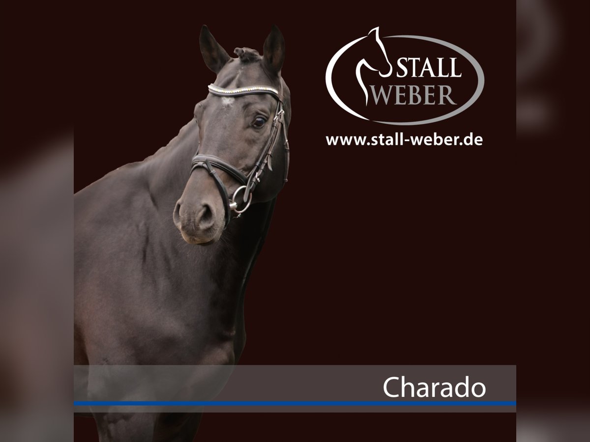 Zweibruecker Stallion Smoky-Black in Dudeldorf