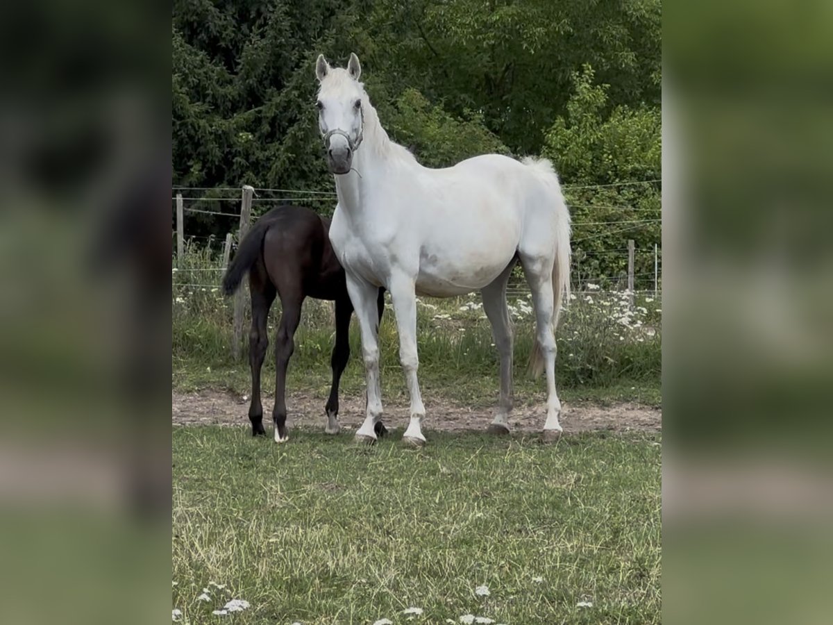 Zweibrücker Stute 12 Jahre 160 cm Schimmel in Pillig
