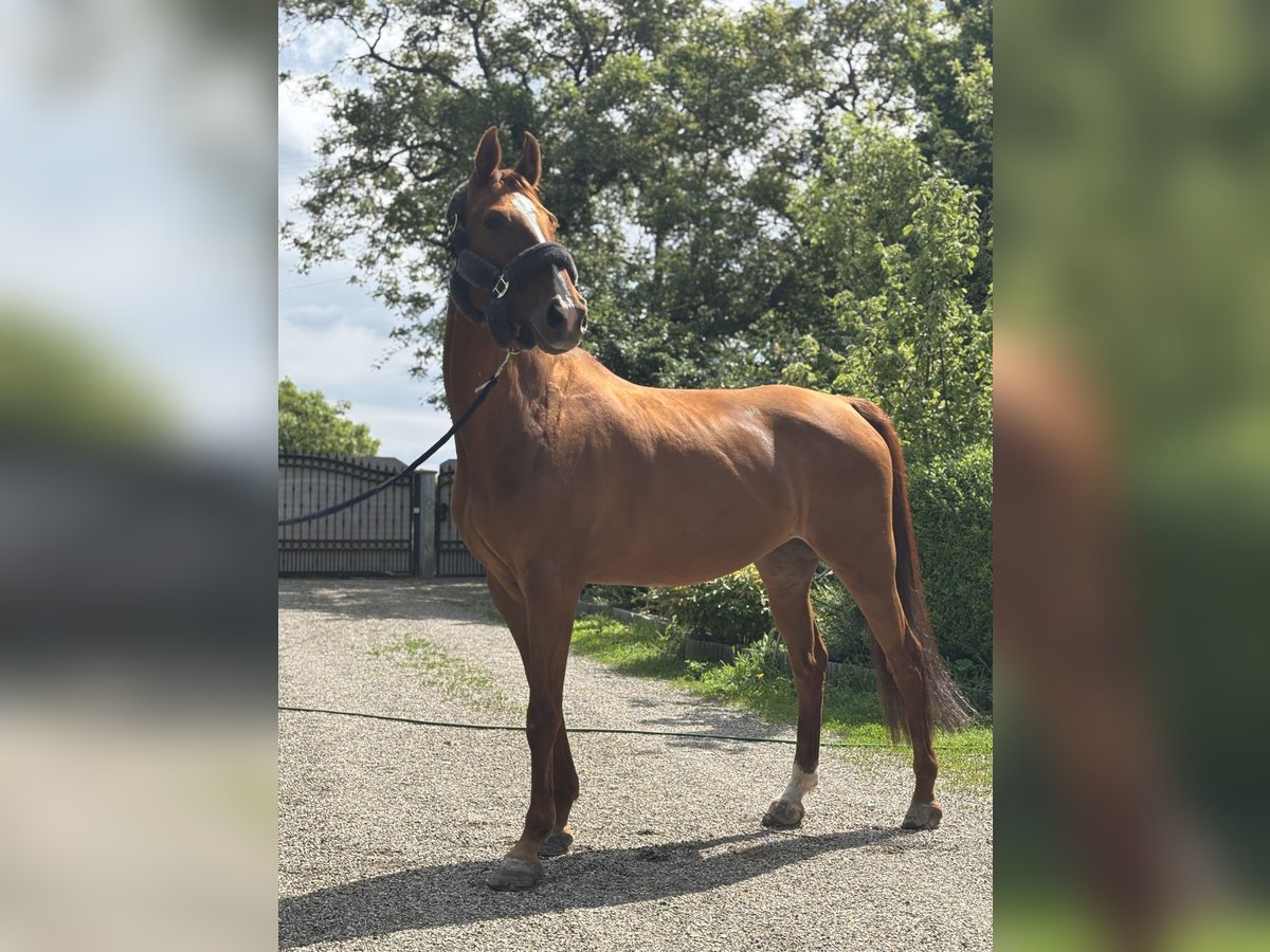 Zweibrücker Stute 13 Jahre 164 cm Fuchs in Ludwigshafen am Rhein