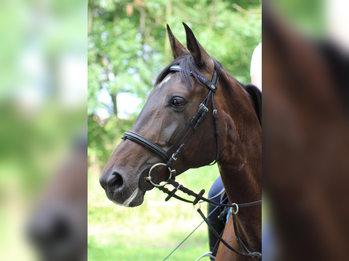 Zweibrücker Stute 18 Jahre 168 cm Schwarzbrauner in Altrip