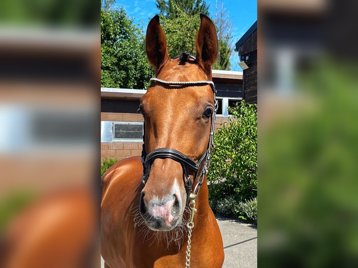 Zweibrücker Stute 3 Jahre 170 cm Brauner in Pirmasens