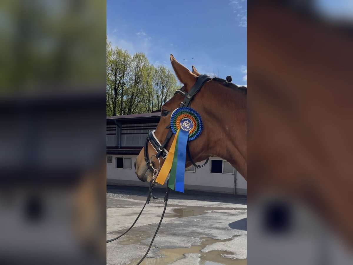 Zweibrücker Stute 4 Jahre 165 cm Brauner in Osburg