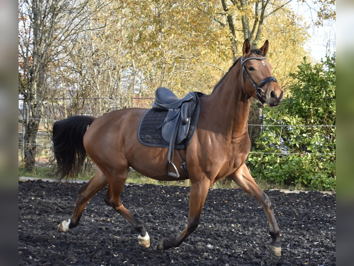 Zweibrücker Stute 4 Jahre 165 cm Brauner in Osburg