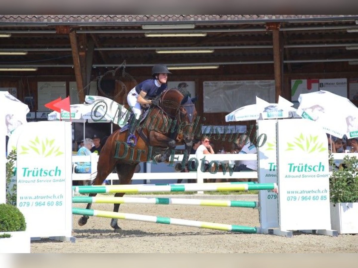 Zweibrücker Wałach 13 lat 168 cm Gniada in Erzingen Klettgau