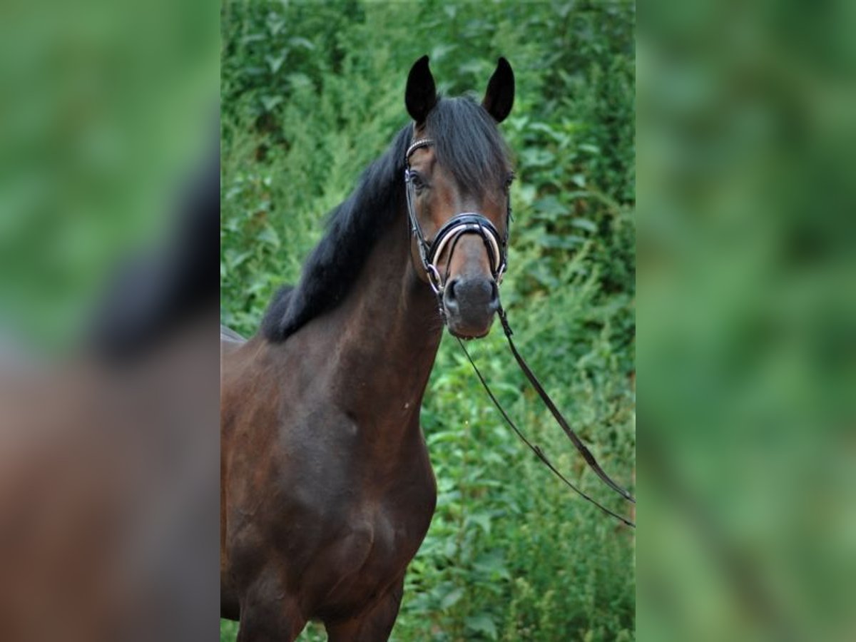 Zweibrücker Wallach 13 Jahre 178 cm Schwarzbrauner in Neu-Anspach