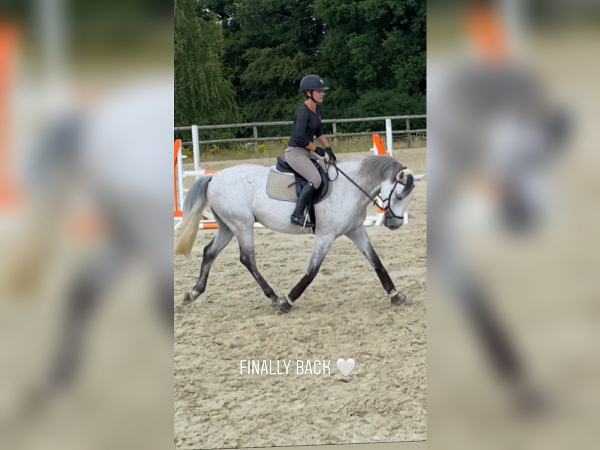Zweibrücker Wallach 14 Jahre 163 cm Fliegenschimmel in Kerpen