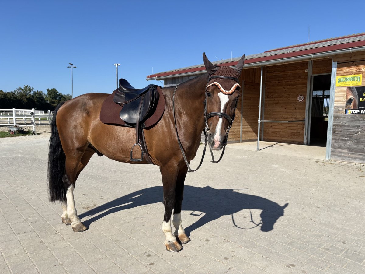 Zweibrücker Wallach 15 Jahre 178 cm Dunkelbrauner in Breisach am Rhein Zweibrücker Wallach 15 Jahre 178 cm Dunkelbrauner in Breisach am Rhein