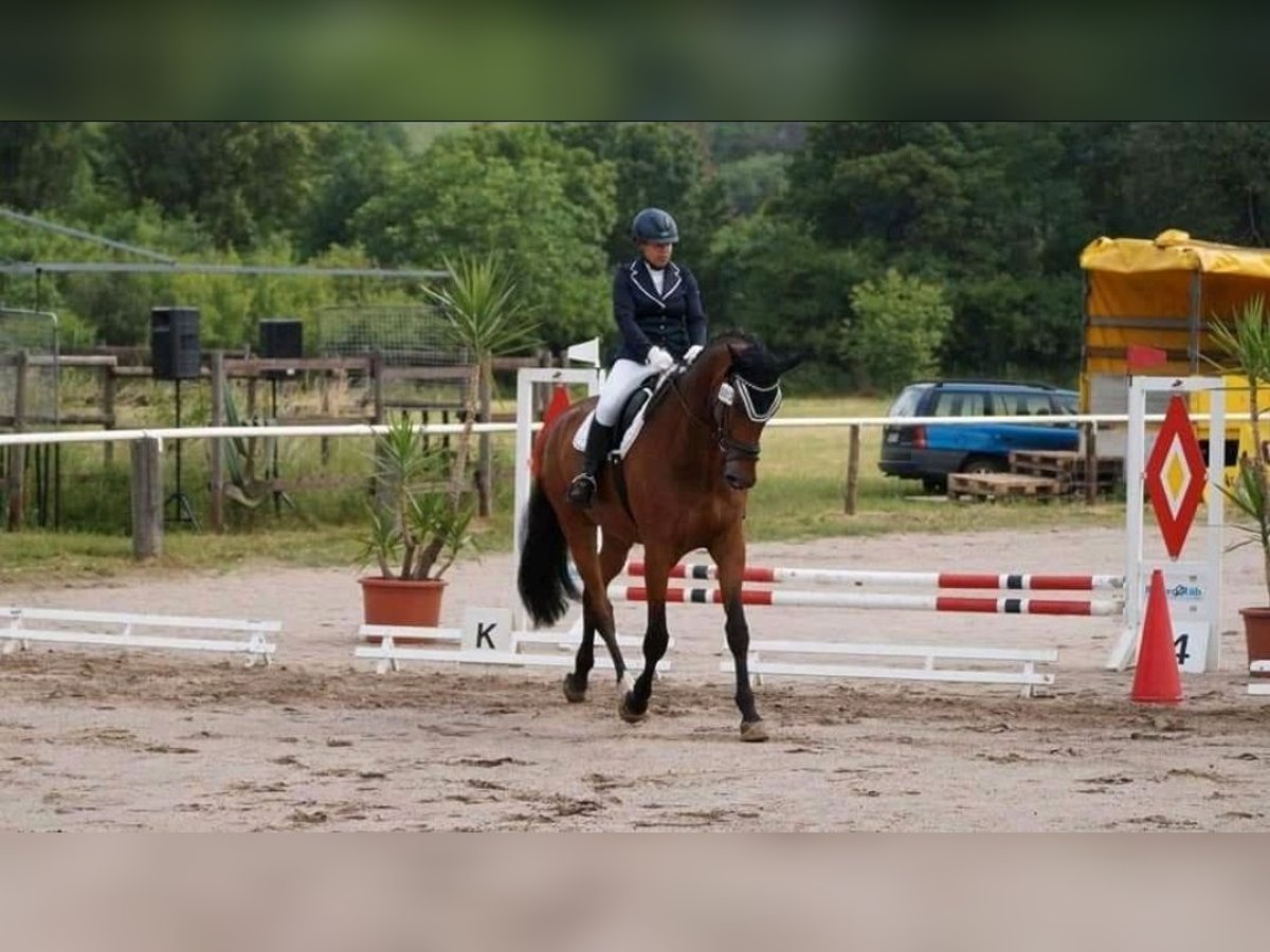 Zweibrücker Wallach 15 Jahre 184 cm in Hofheim am Taunus