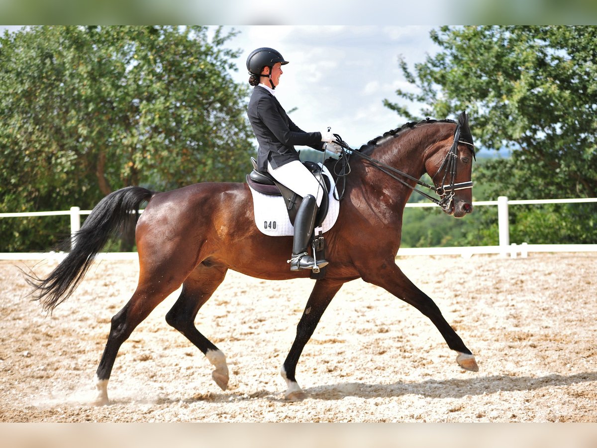 Zweibrücker Wallach 15 Jahre 185 cm Schwarzbrauner in Pillig