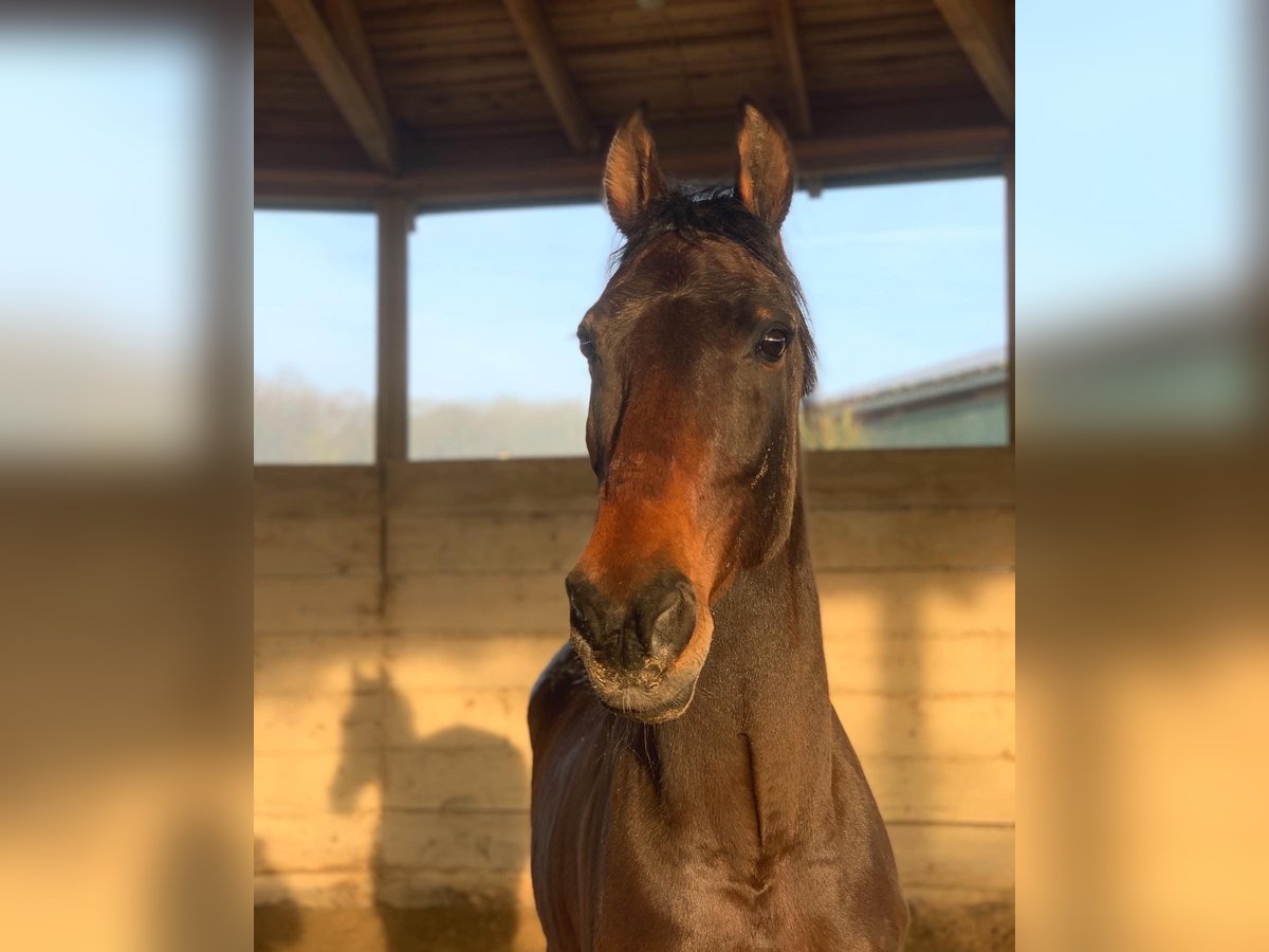 Zweibrücker Wallach 19 Jahre 172 cm Dunkelbrauner in W&#xFC;rzburg