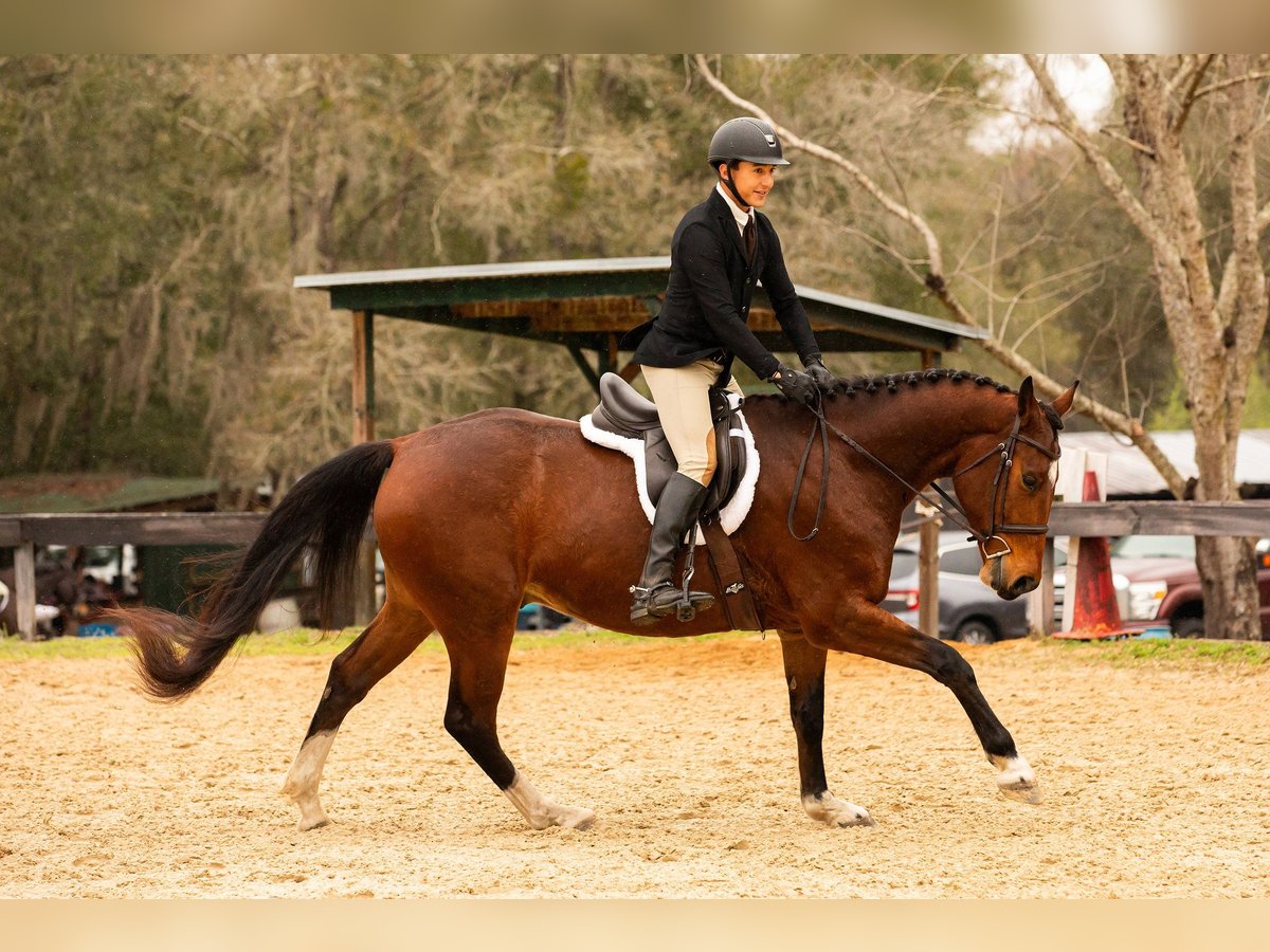Zwitsers warmbloed Hengst 7 Jaar 163 cm Roodbruin in Addison