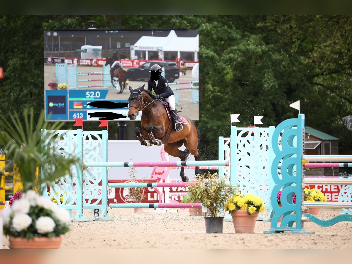 Zwitsers warmbloed Merrie 10 Jaar 172 cm Bruin in Saarbr&#xFC;cken