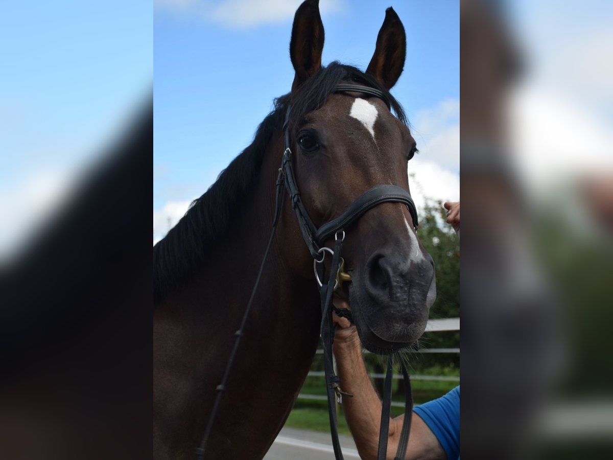 Zwitsers warmbloed Merrie 14 Jaar 178 cm Bruin in Hohentannen