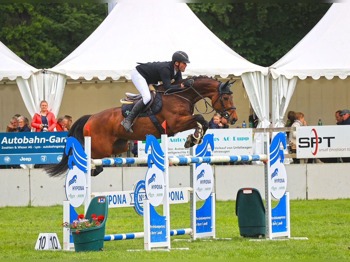 Zwitsers warmbloed Merrie 15 Jaar 168 cm Bruin in Retschwil