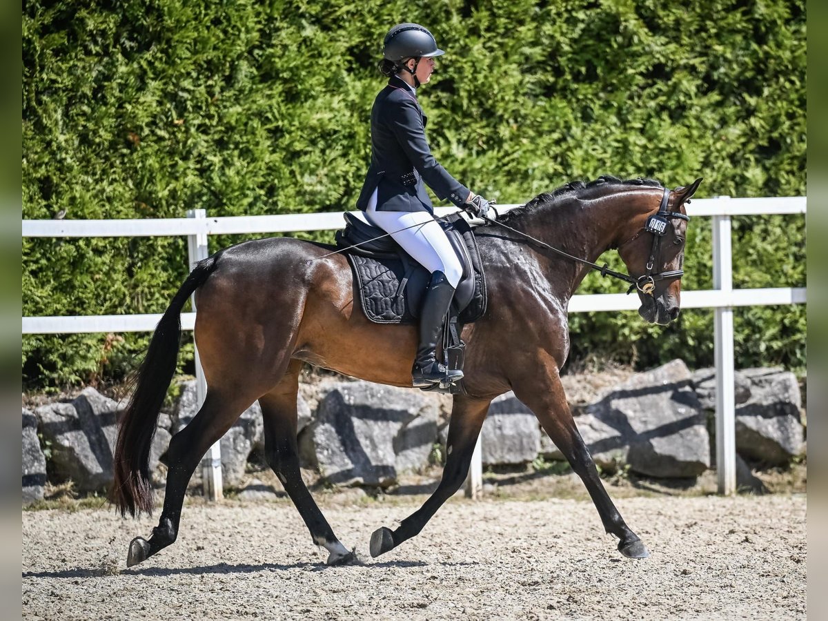 Zwitsers warmbloed Merrie 3 Jaar 164 cm Donkerbruin in Eschenz