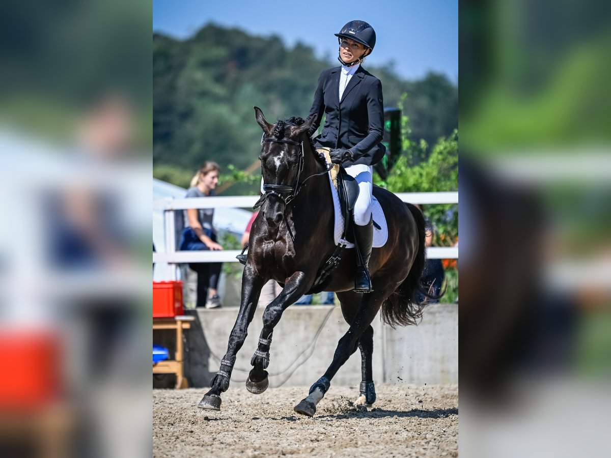 Zwitsers warmbloed Merrie 4 Jaar 163 cm Zwartbruin in Forch