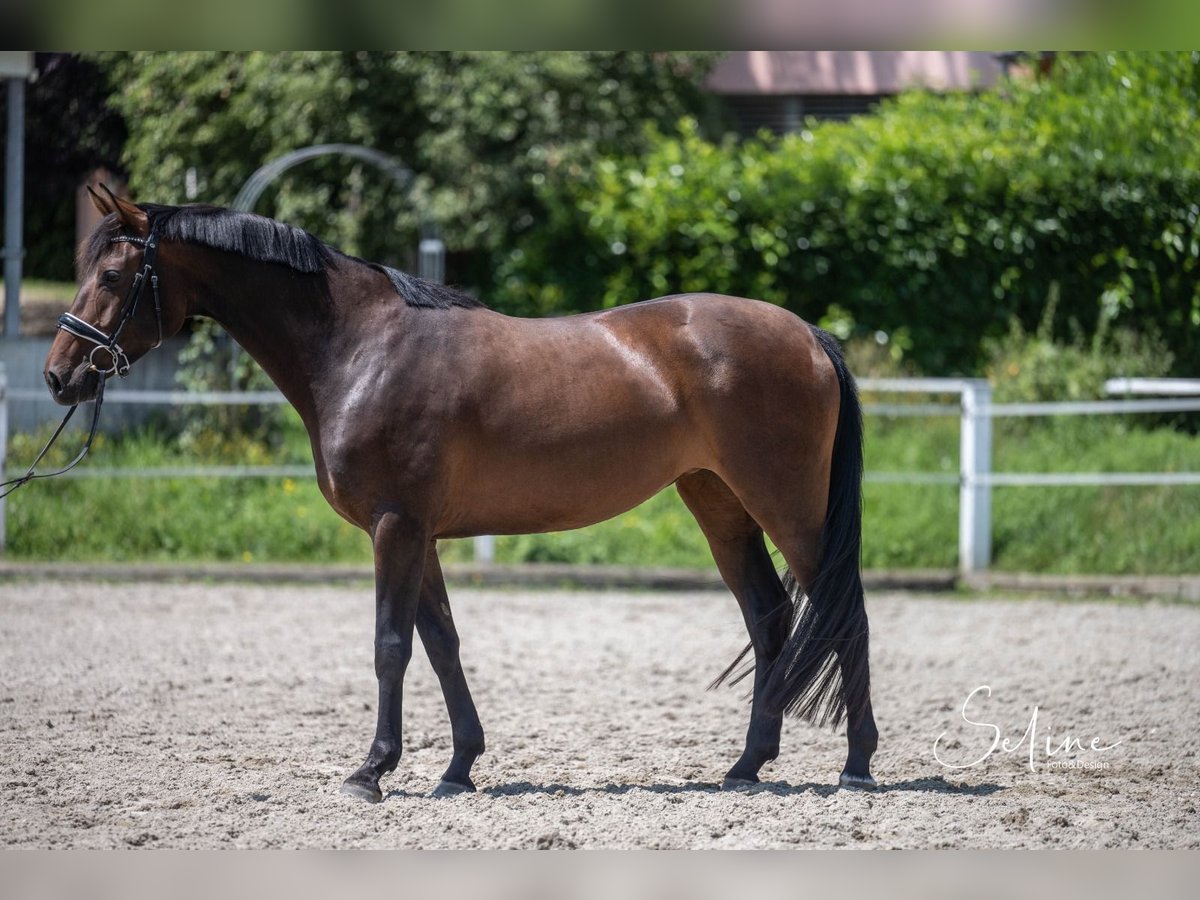 Zwitsers warmbloed Mix Merrie 5 Jaar 161 cm Donkerbruin in Turtmann