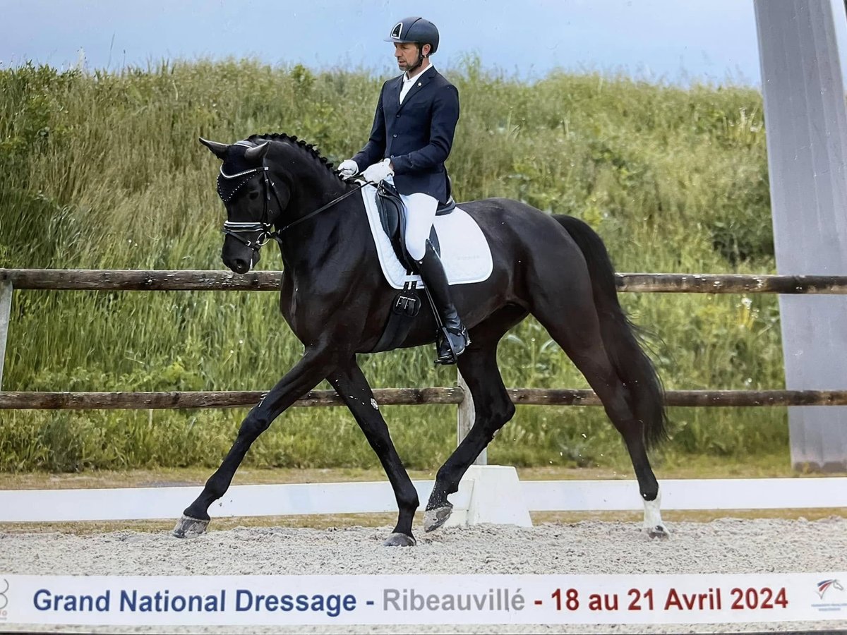Zwitsers warmbloed Merrie 9 Jaar 170 cm Zwartbruin in Wittenheim