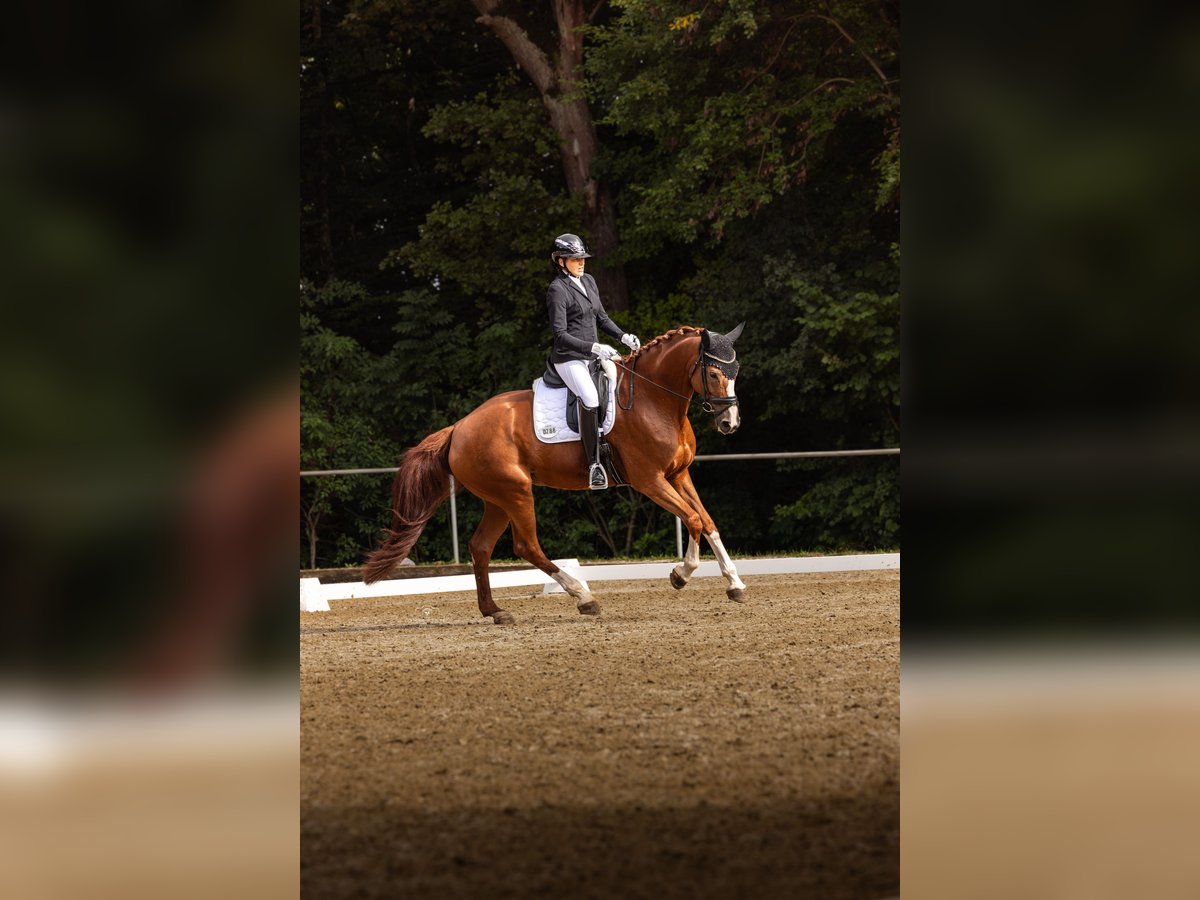 Zwitsers warmbloed Merrie 9 Jaar 178 cm Vos in Aidlingen