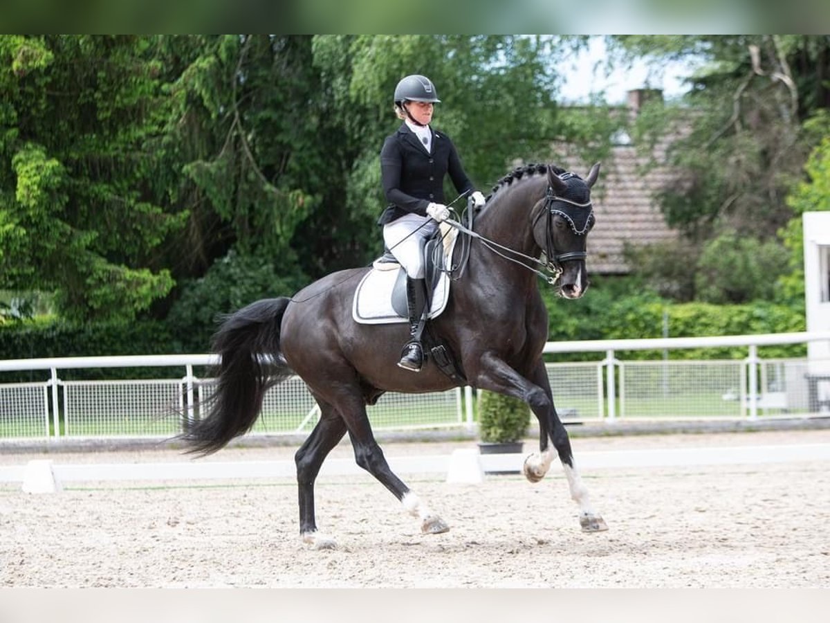 Zwitsers warmbloed Ruin 12 Jaar 178 cm Donkerbruin in Frauenfeld